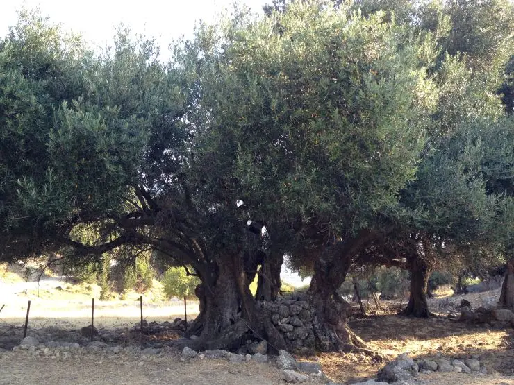 Μετάβαση στη σελίδα του Ακρόπολη Σάμης | Κεφαλονιά - Ιούλιος 2013